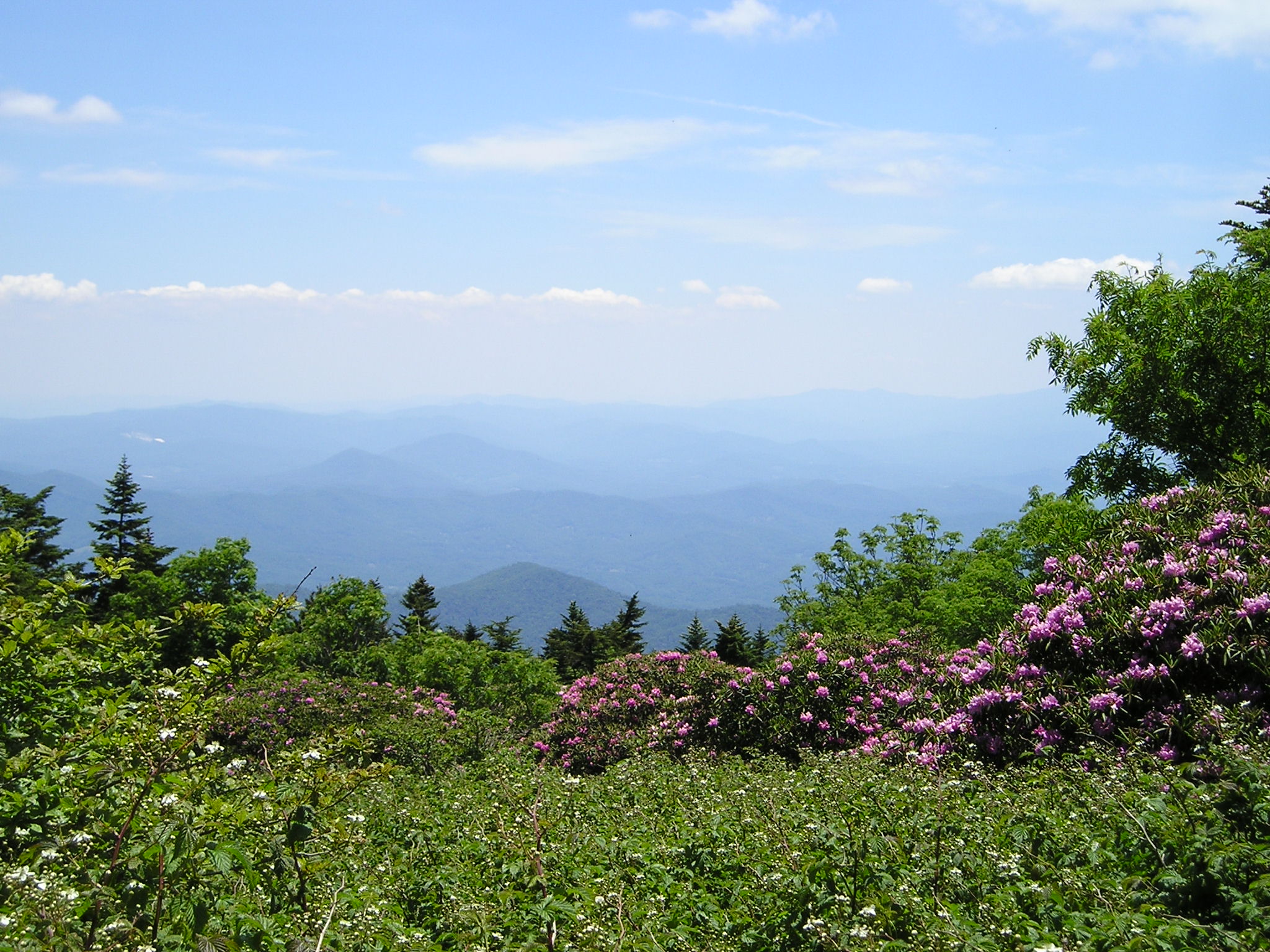 Roan Mountain Tennessee