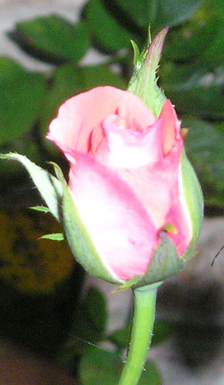 Rosebud for New Mother