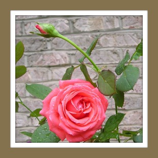 Coral colored rose against a brick wall